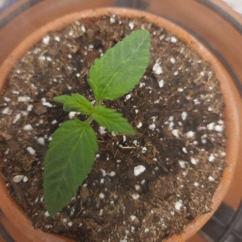 Cici growlog timeline photo