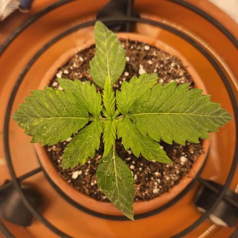 Cici growlog timeline photo