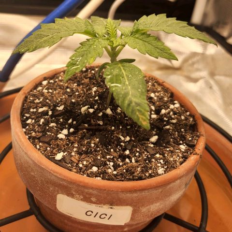 Cici growlog timeline photo