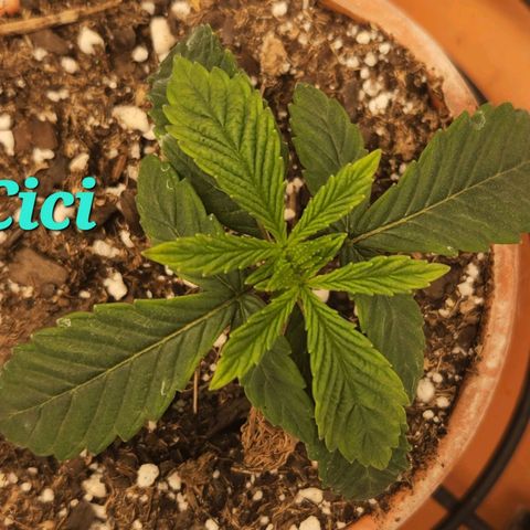 Cici growlog timeline photo