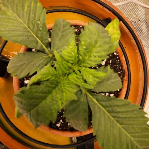 Cici growlog timeline photo