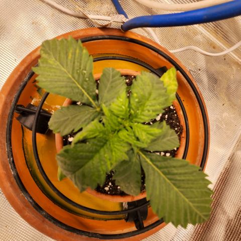 Cici growlog photo: Noticed a spot on her leaf yesterday. Today spots are looking worse. Everything is saying deficiency but I think it is something else. It's planted in hot soil.