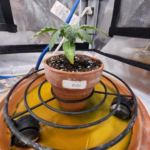 Cici growlog photo: Noticed a spot on her leaf yesterday. Today spots are looking worse. Everything is saying deficiency but I think it is something else. It's planted in hot soil.