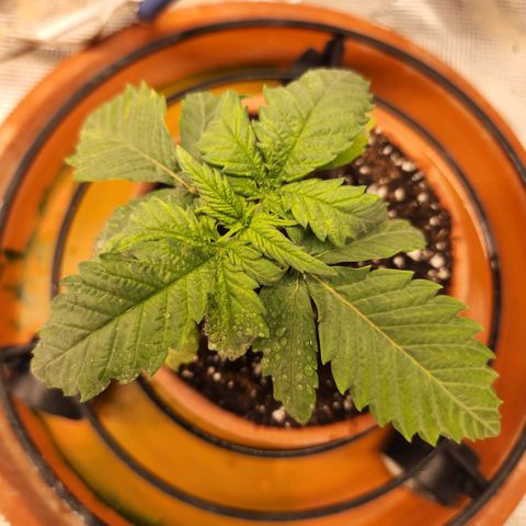 Cici growlog timeline photo