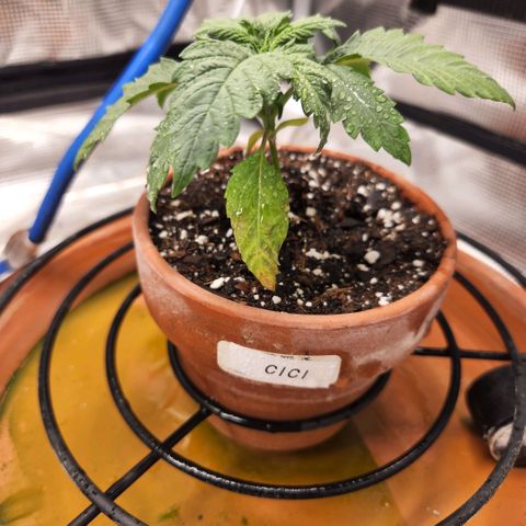 Cici growlog timeline photo