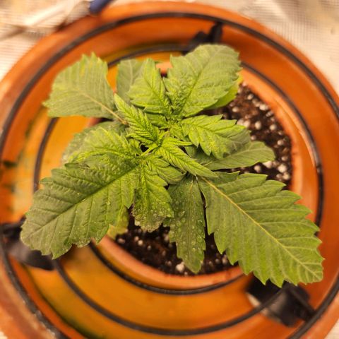 Cici growlog timeline photo