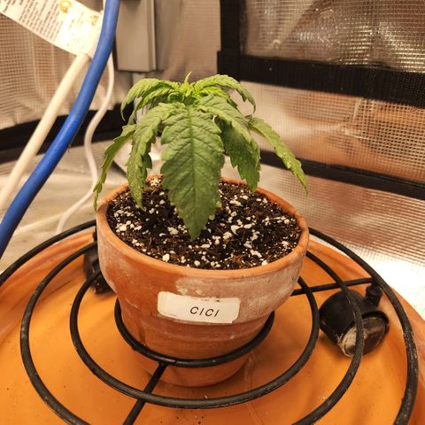 Cici growlog timeline photo