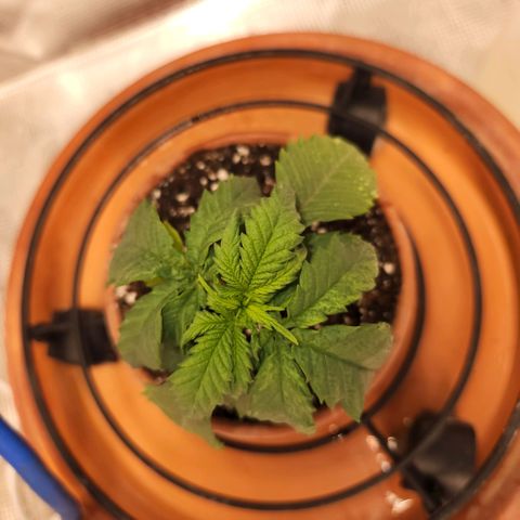 Cici growlog timeline photo