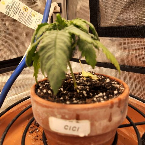 Cici growlog timeline photo