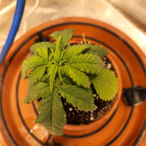 Cici growlog timeline photo