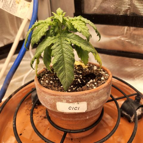 Cici growlog timeline photo