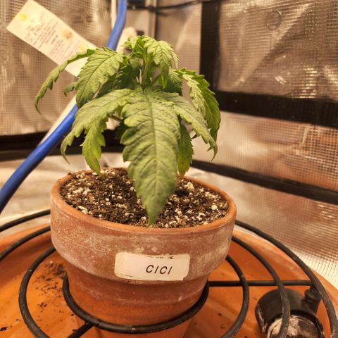 Cici growlog timeline photo