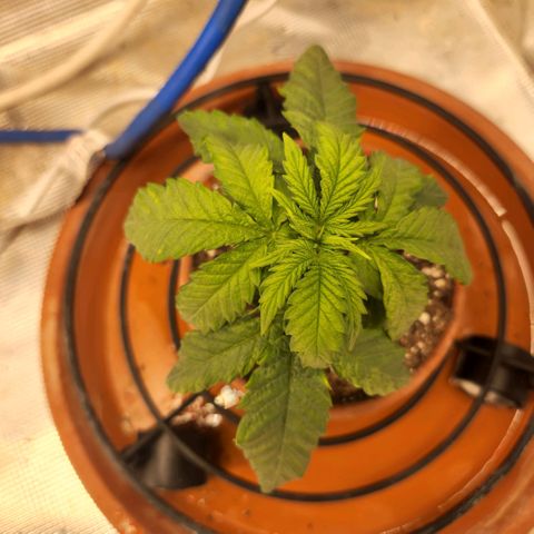 Cici growlog timeline photo