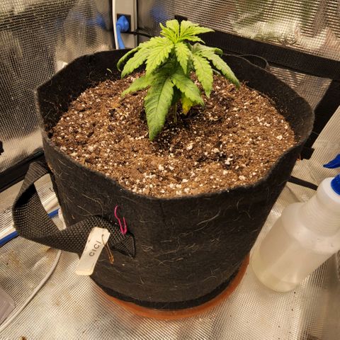 Cici growlog timeline photo