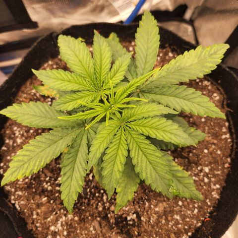 Cici growlog timeline photo