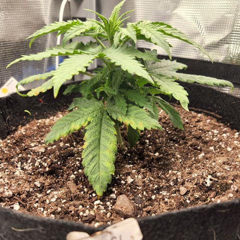 Cici growlog timeline photo