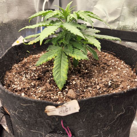 Cici growlog timeline photo
