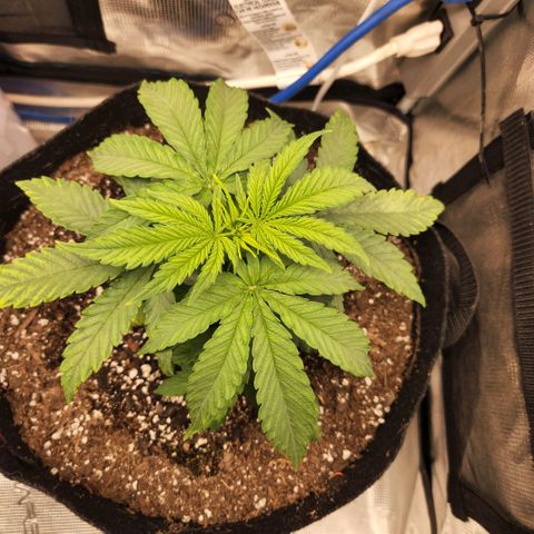 Cici growlog timeline photo