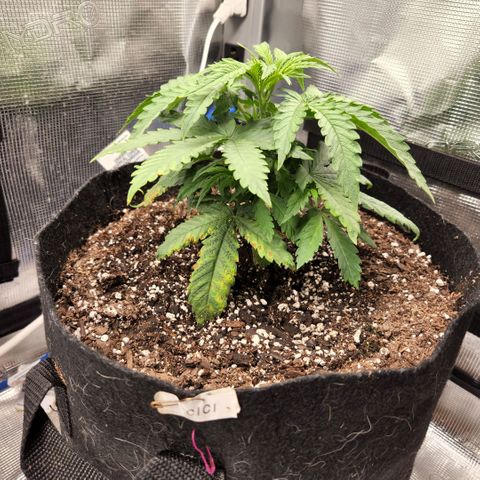 Cici growlog timeline photo