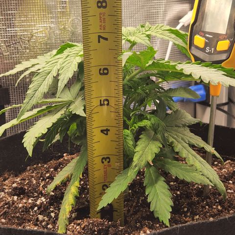Cici growlog photo: Her structure is filling out nicely.