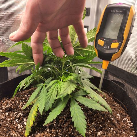 Cici growlog photo: Her structure is filling out nicely.