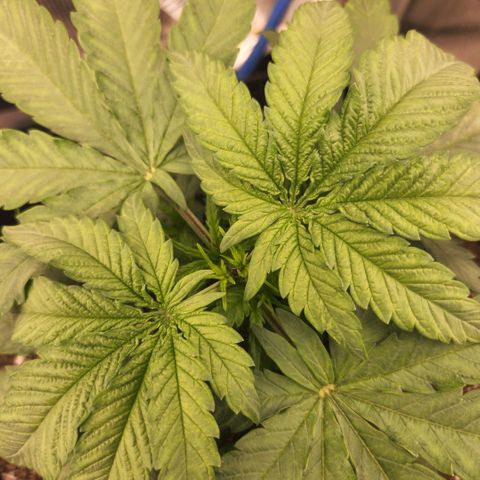 Cici growlog photo: Her structure is filling out nicely.