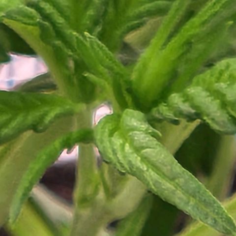 Cici growlog photo: Her structure is filling out nicely.