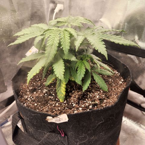 Cici growlog photo: Her structure is filling out nicely.