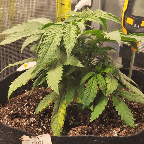 Cici growlog photo: Her structure is filling out nicely.