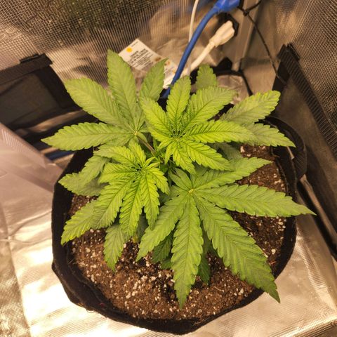 Cici growlog photo: Her structure is filling out nicely.