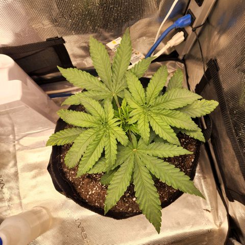 Cici growlog timeline photo