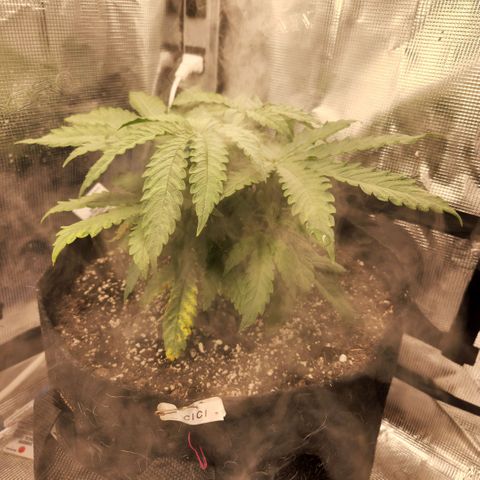 Cici growlog timeline photo