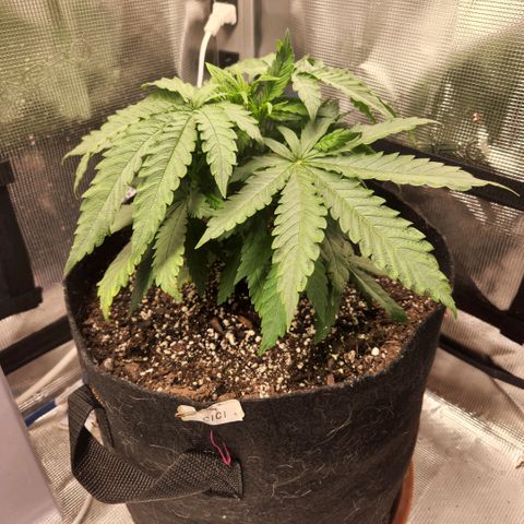 Cici growlog timeline photo