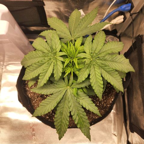 Cici growlog timeline photo