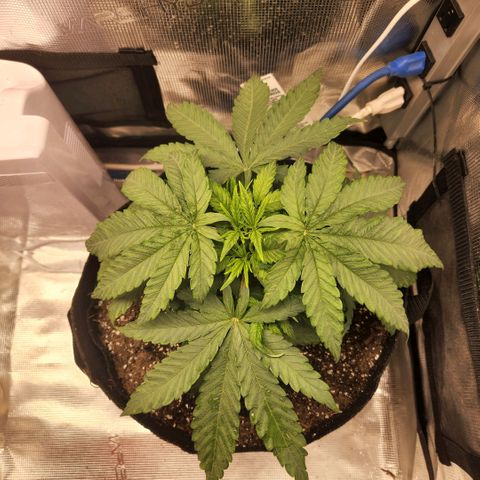 Cici growlog timeline photo