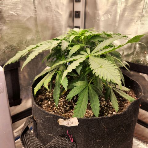 Cici growlog timeline photo