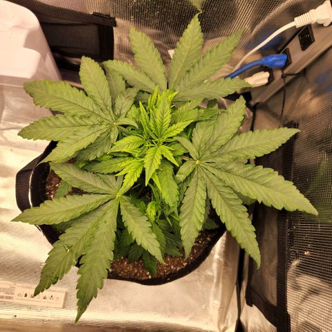 Cici growlog timeline photo