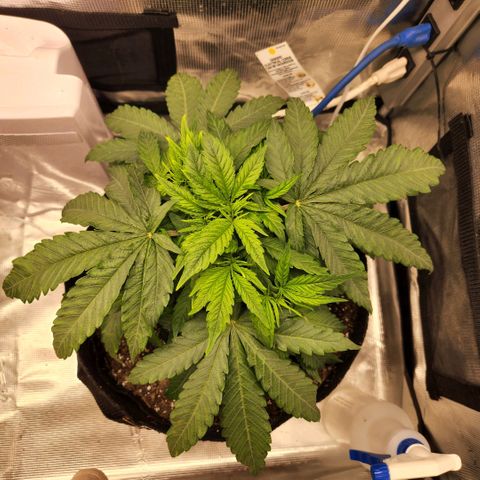 Cici growlog timeline photo