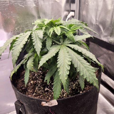 Cici growlog timeline photo