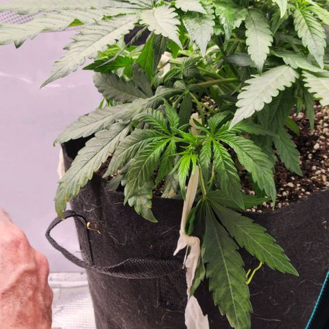 Cici growlog photo: LST