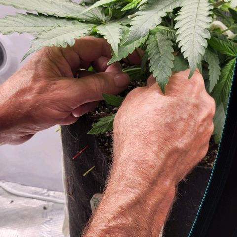 Cici growlog photo: LST