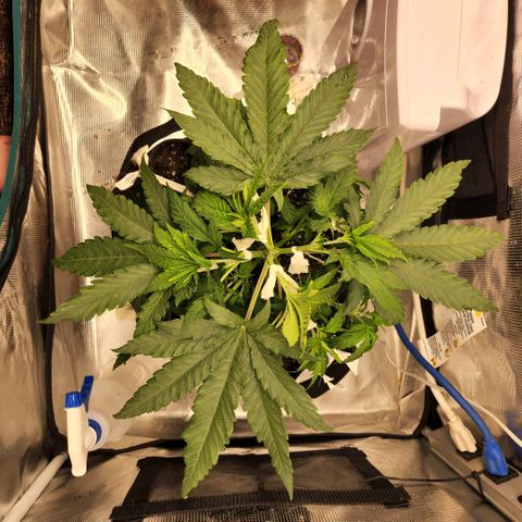 Cici growlog photo: LST