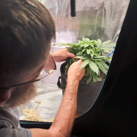 Cici growlog photo: LST