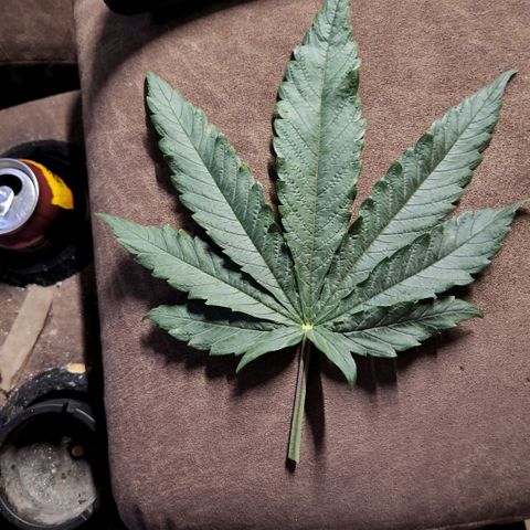 Cici growlog photo: A little more LST
