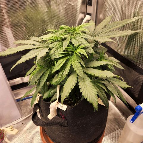 Cici growlog photo: A little more LST