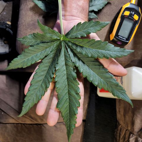 Cici growlog photo: A little more LST