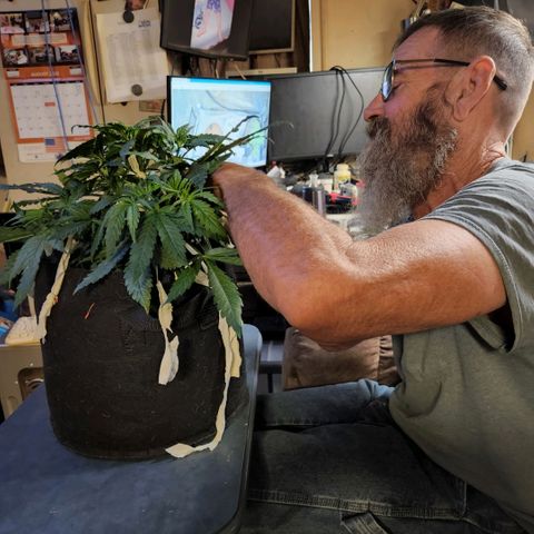 Cici growlog photo: A little more LST