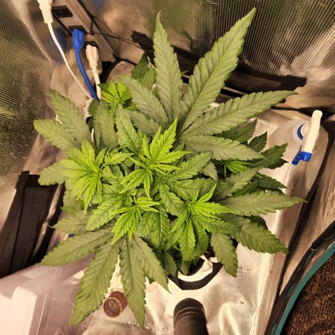 Cici growlog photo: A little more LST