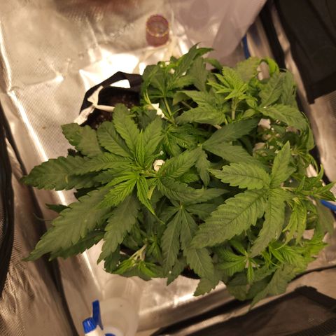 Cici growlog timeline photo