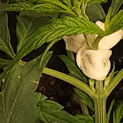 Cici growlog timeline photo